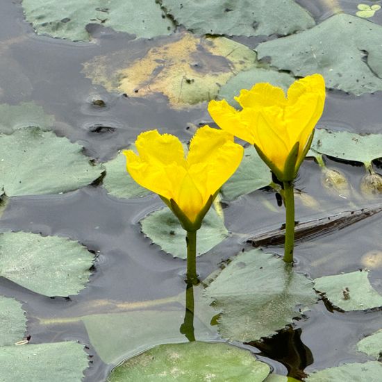 Nymphoides peltata: Plant in habitat Pond in the NatureSpots App