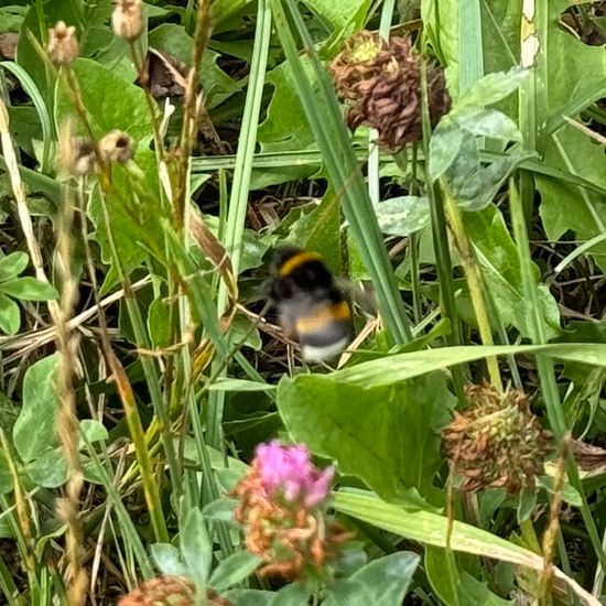 Dunkle Erdhummel: Tier im Habitat Landwirtschaftliche Wiese in der NatureSpots App