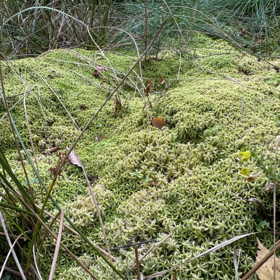 Sphagnum: Plant in nature in the NatureSpots App