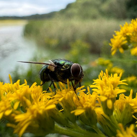 Lucilia spectabilis: Tier in der Natur in der NatureSpots App