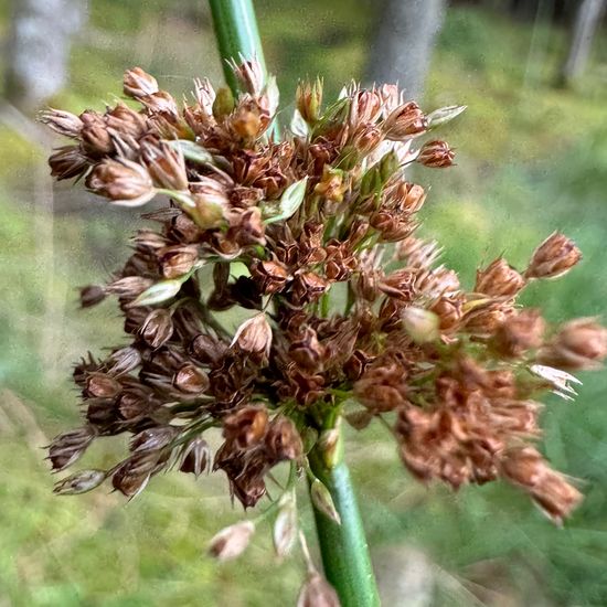 Juncus effusus: Plant in nature in the NatureSpots App