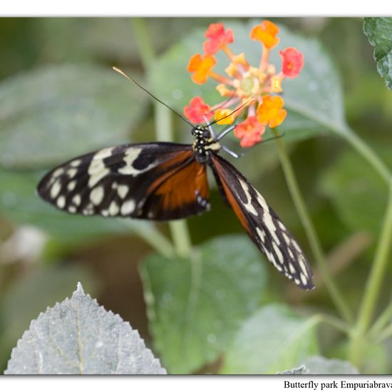 Heliconius hecale: Animal in nature in the NatureSpots App