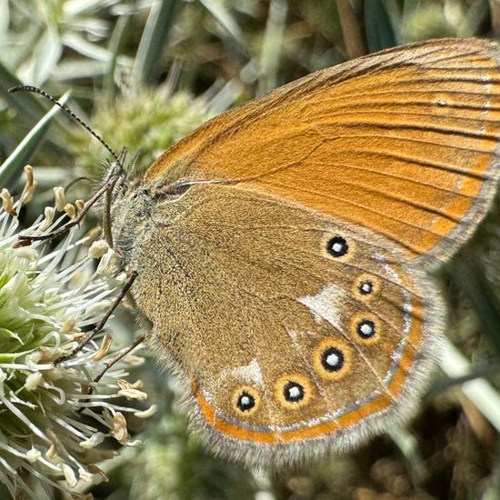 Coenonympha glycerion: Animal in habitat Garden in the NatureSpots App