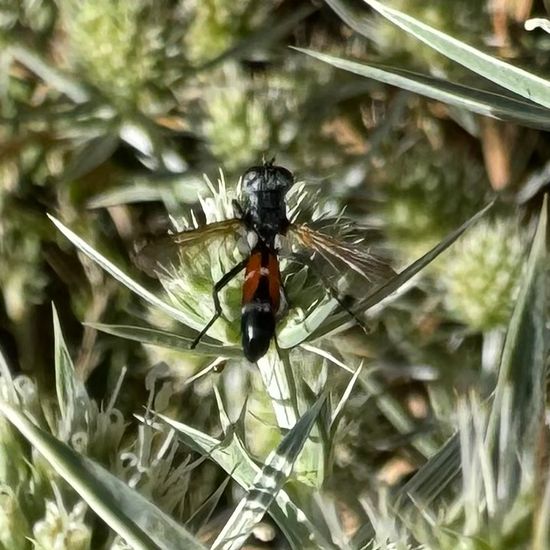 Cylindromyia intermedia: Tier im Habitat Garten in der NatureSpots App