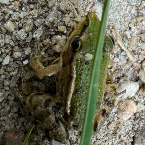 Wasserfrösche: Tier im Habitat Habitat manuell eingeben in der NatureSpots App