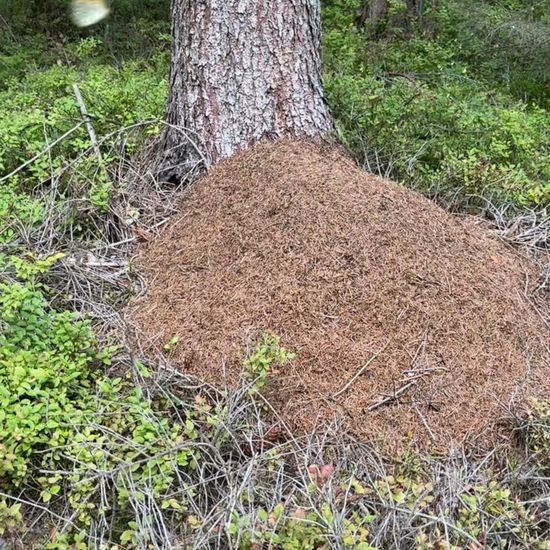 Waldameisen: Tier im Habitat Habitat manuell eingeben in der NatureSpots App