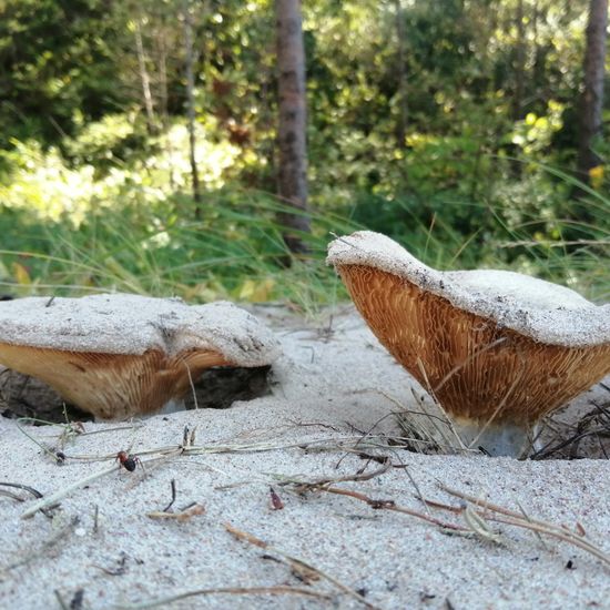 andere Art: Pilz im Habitat Anderes Meer/Küsten-Habitat in der NatureSpots App