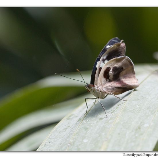 Catonephele orites: Animal in habitat Zoo in the NatureSpots App