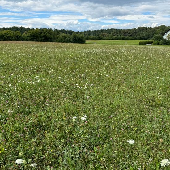 Landscape: Agriculture in habitat Agricultural meadow in the NatureSpots App