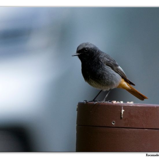 Hausrotschwanz: Tier im Habitat Park in der NatureSpots App