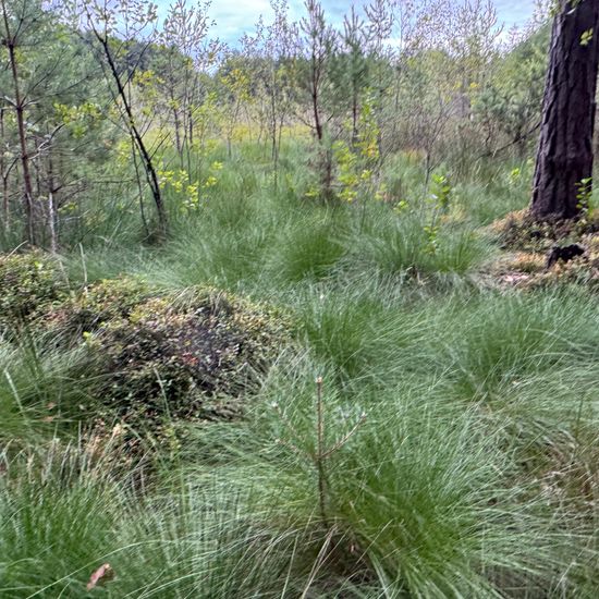 Landschaft: Anderes Habitat im Habitat Habitat manuell eingeben in der NatureSpots App