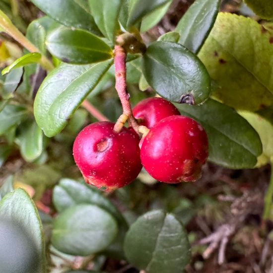 Preiselbeere: Pflanze im Habitat Habitat manuell eingeben in der NatureSpots App