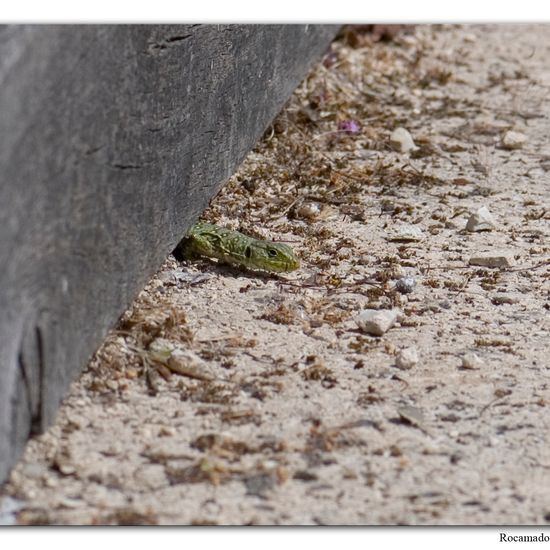 Perleidechse: Tier im Habitat Park in der NatureSpots App