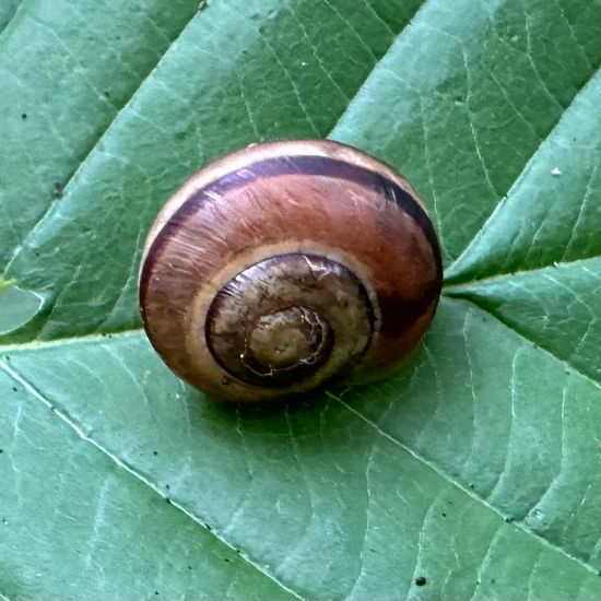 Cepaea: Tier im Habitat Wald der gemäßigten Breiten in der NatureSpots App