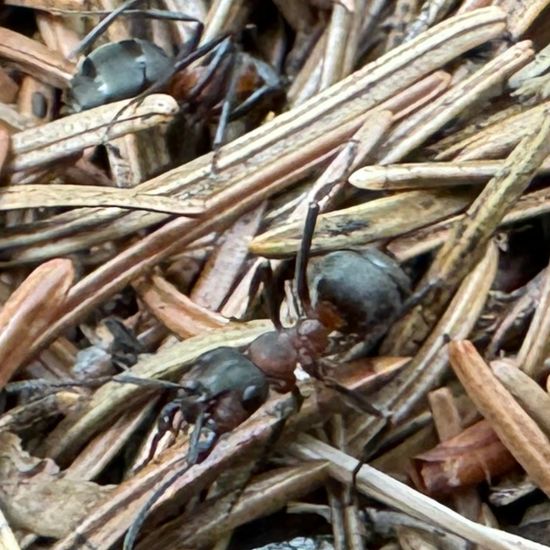 Waldameisen: Tier im Habitat Habitat manuell eingeben in der NatureSpots App