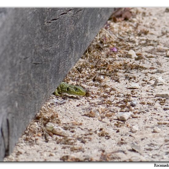 Perleidechse: Tier im Habitat Park in der NatureSpots App