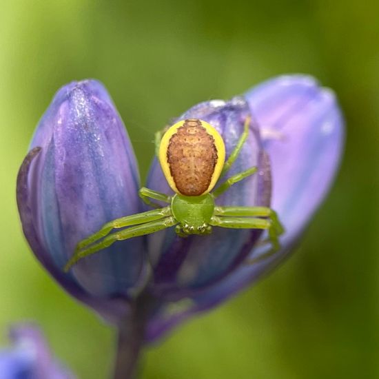 Grüne Krabbenspinne: Tier im Habitat Stadt und Garten in der NatureSpots App