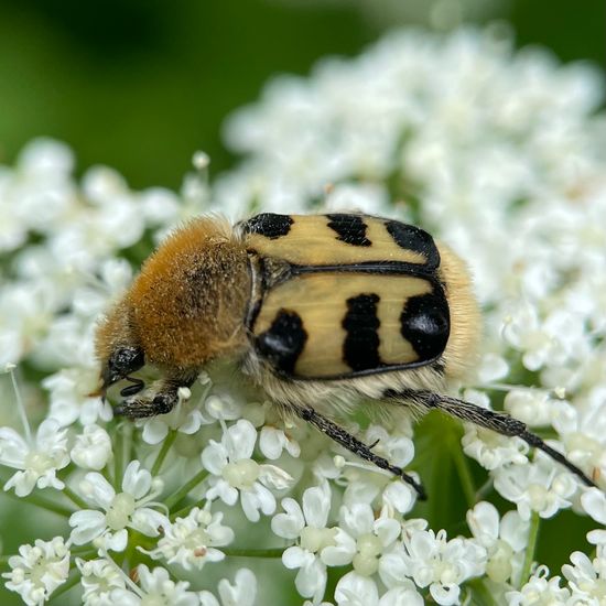 Trichius gallicus: Tier im Habitat Wald in der NatureSpots App