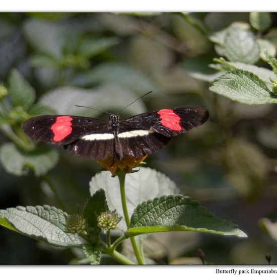 Heliconius erato: Tier in der Natur in der NatureSpots App