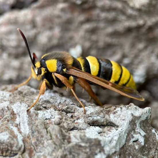 Hornissen-Glasflügler: Tier im Habitat Wald der gemäßigten Breiten in der NatureSpots App