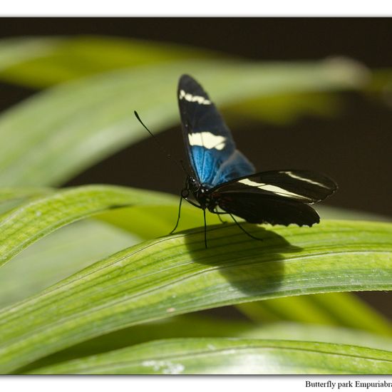 Heliconius sara: Tier in der Natur in der NatureSpots App