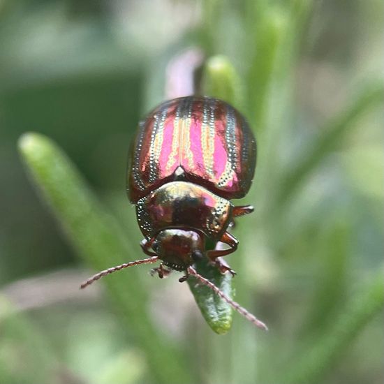 Chrysolina americana: Tier im Habitat Stadt und Garten in der NatureSpots App