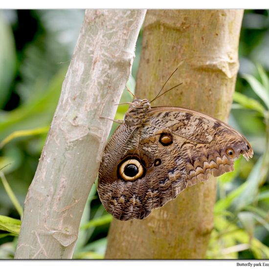 Caligo atreus: Tier in der Natur in der NatureSpots App