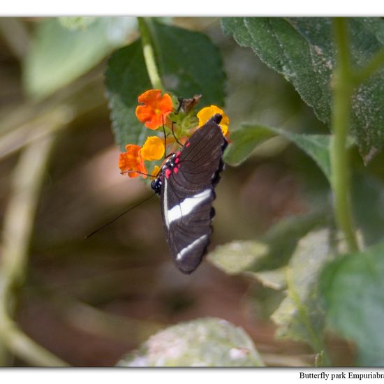 Heliconius sara: Tier in der Natur in der NatureSpots App