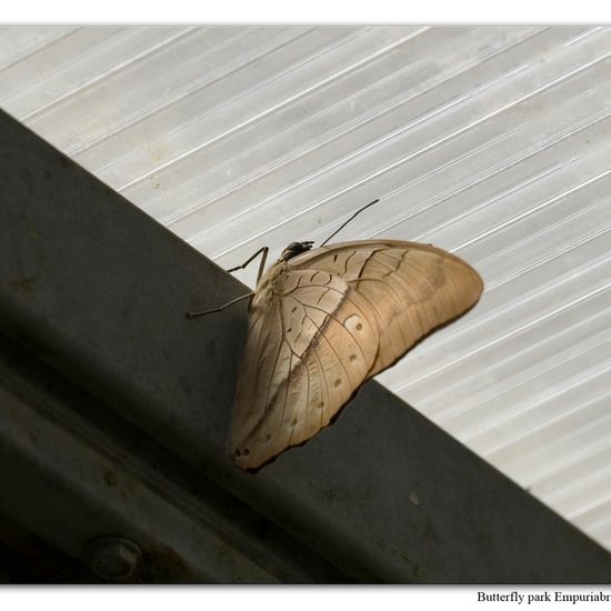 Archaeoprepona demophon: Tier in der Natur in der NatureSpots App