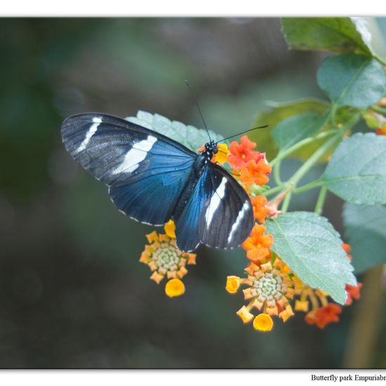 Heliconius sara: Tier in der Natur in der NatureSpots App