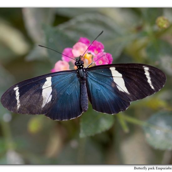 Heliconius sara: Tier in der Natur in der NatureSpots App