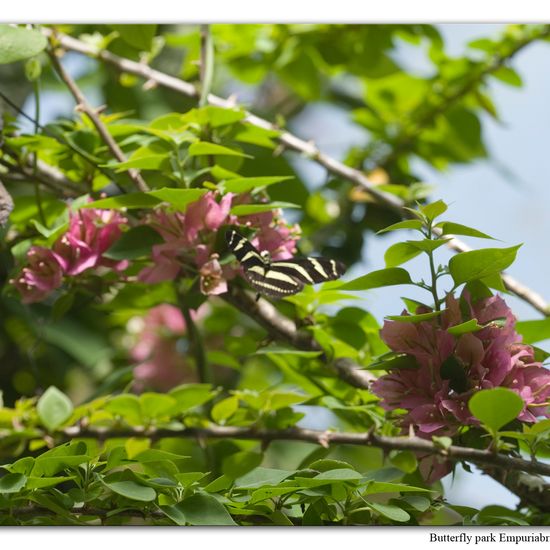 Zebrafalter: Tier in der Natur in der NatureSpots App