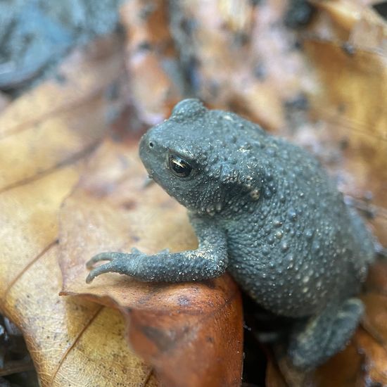 Erdkröte: Tier im Habitat Wald der gemäßigten Breiten in der NatureSpots App