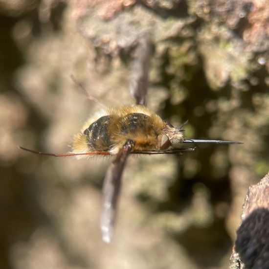 Großer Wollschweber: Tier im Habitat Wald der gemäßigten Breiten in der NatureSpots App