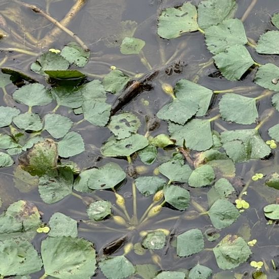 Wassernuss: Pflanze im Habitat Teich in der NatureSpots App