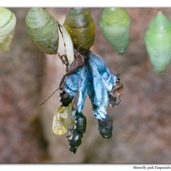 Blauer Morphofalter: Tier in der Natur in der NatureSpots App