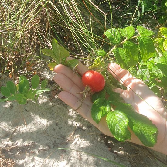 Hundsrosen: Pflanze im Habitat Sandküste in der NatureSpots App