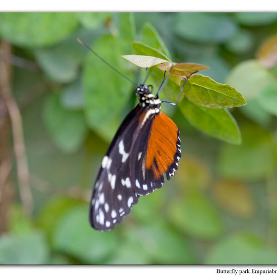 Heliconius hecale: Animal in nature in the NatureSpots App