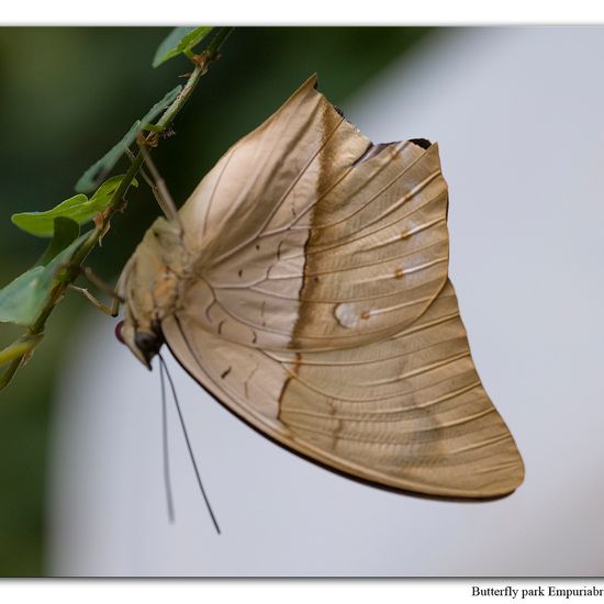 Archaeoprepona demophon: Tier in der Natur in der NatureSpots App