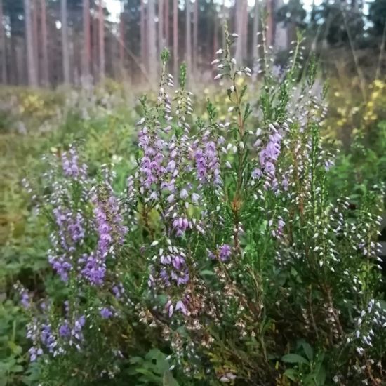 Calluna vulgaris: Plant in habitat Marine in the NatureSpots App