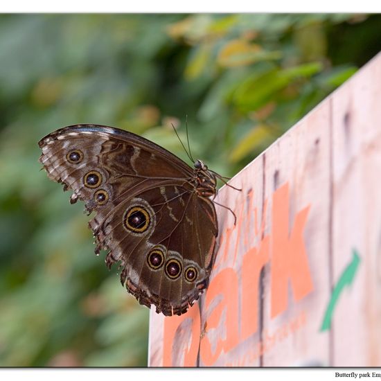 Blauer Morphofalter: Tier in der Natur in der NatureSpots App