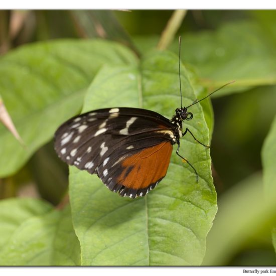 Heliconius hecale: Tier in der Natur in der NatureSpots App