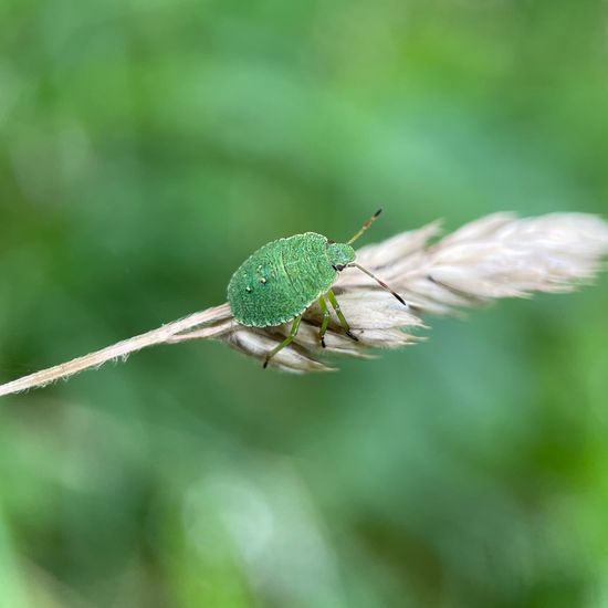 Grüne Stinkwanze: Tier im Habitat Geflutetes Grasland in der NatureSpots App