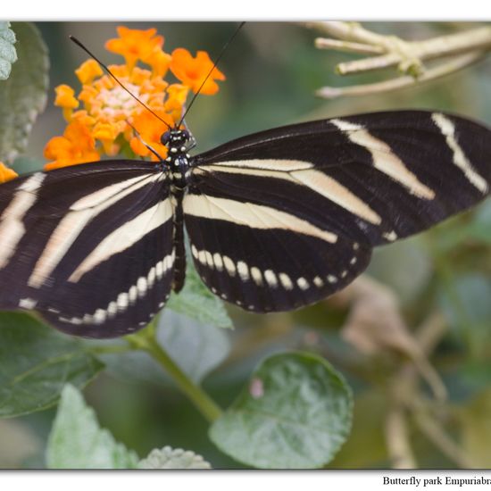 Heliconius hecale: Animal in nature in the NatureSpots App