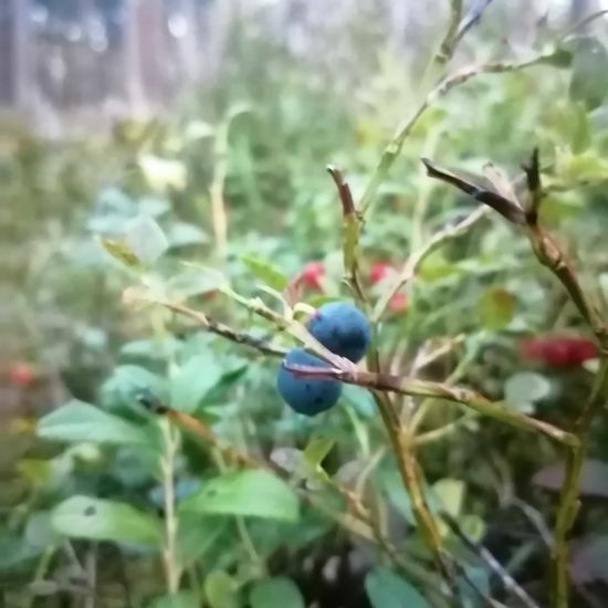 Heidelbeere: Pflanze im Habitat Meere und Küsten in der NatureSpots App