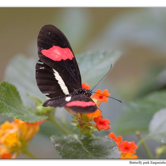 Heliconius melpomene: Tier in der Natur in der NatureSpots App