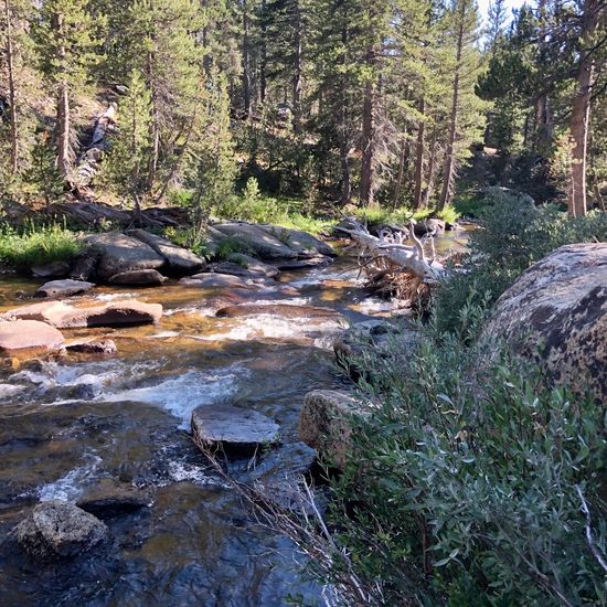 Landschaft: Süßwasser im Habitat Fluss in der NatureSpots App