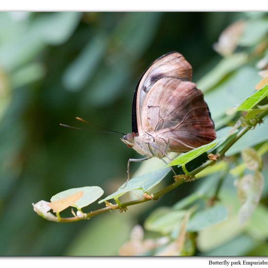 Catonephele numilia: Tier in der Natur in der NatureSpots App