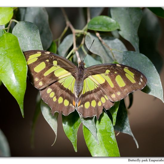 Malachitfalter: Tier im Habitat Zoo/Gehege in der NatureSpots App