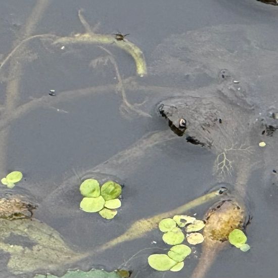 Vielwurzelige Teichlinse: Pflanze im Habitat Teich in der NatureSpots App